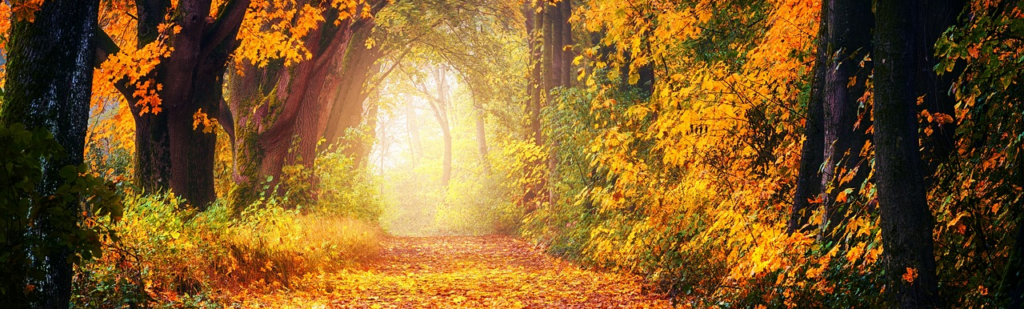 Waldweg mit Gegenlicht
