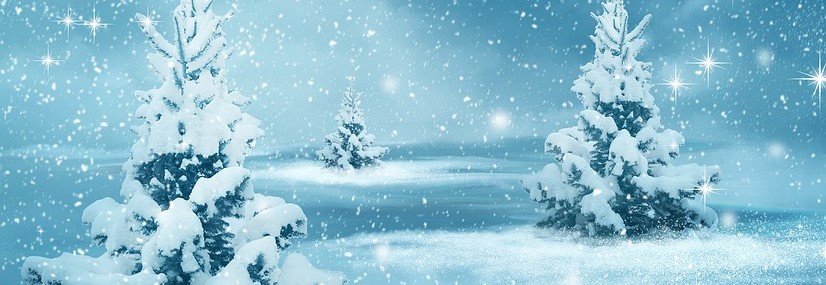 Schnee auf Nadelbäumen